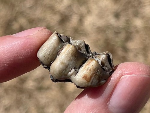Florida fossil deer tooth - florida,