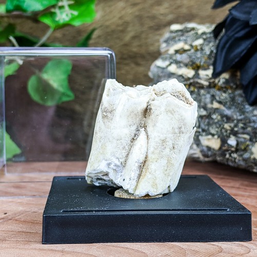 I32b taxidermy fossil bison - taxidermy,